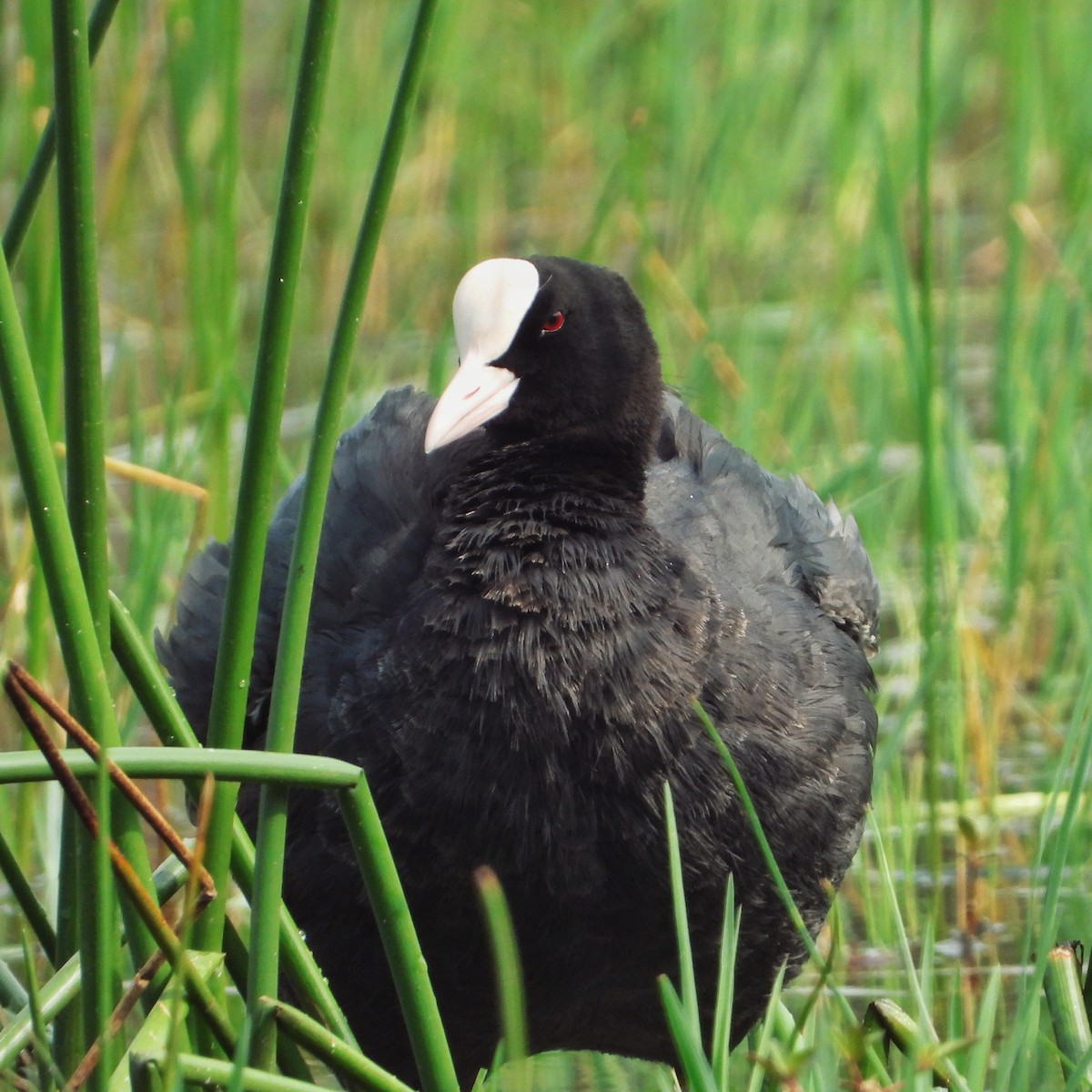 Eurasian Coot - ML618308482