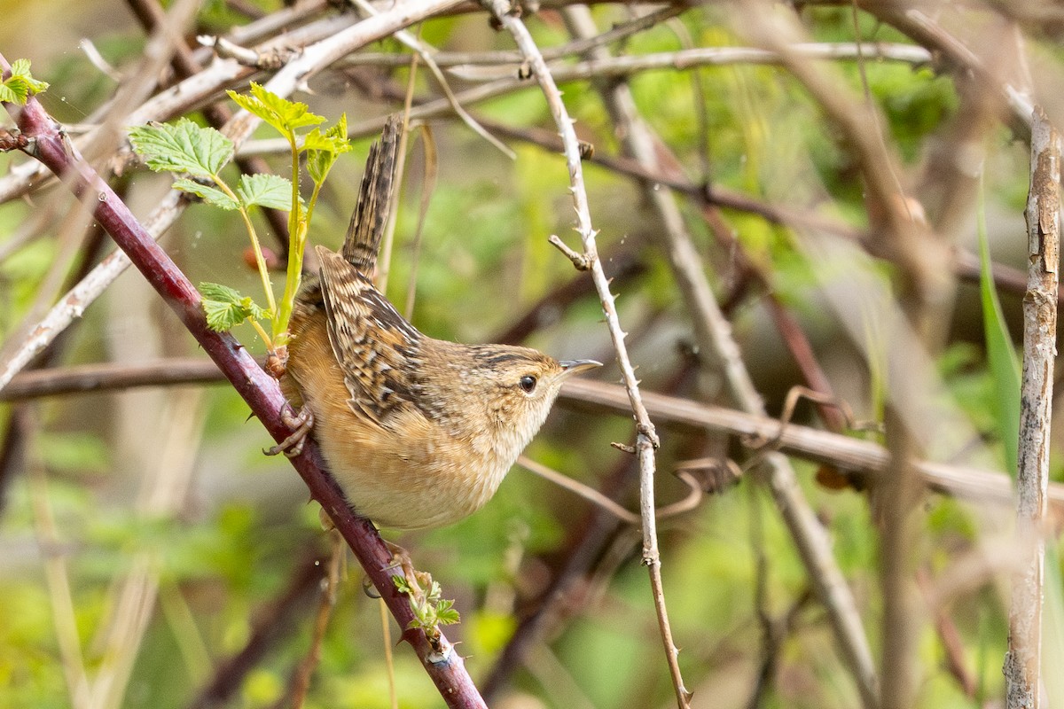 Sedge Wren - Brad Reinhardt
