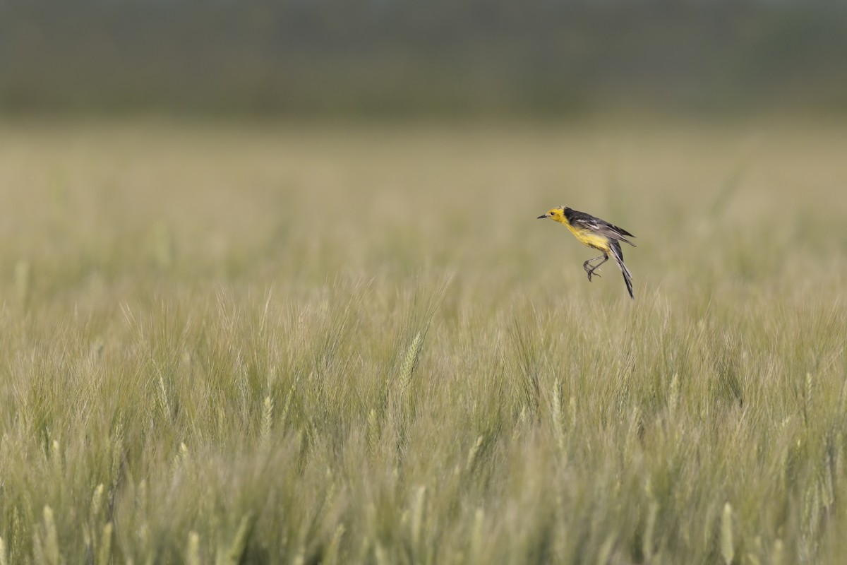 Citrine Wagtail (Gray-backed) - Marco Valentini