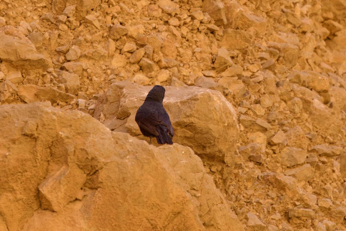 Blue Rock-Thrush - ML618308627