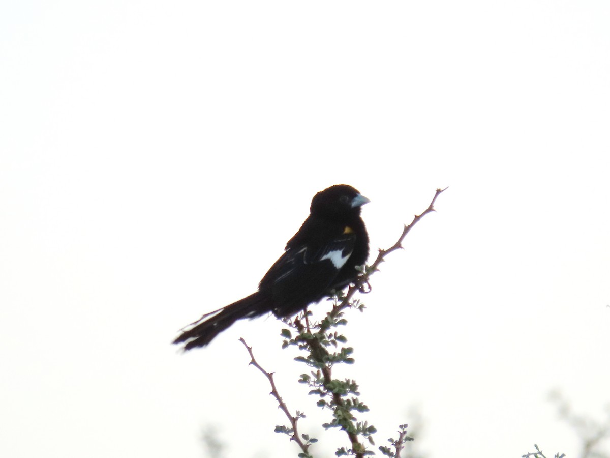 White-winged Widowbird - ML618308667