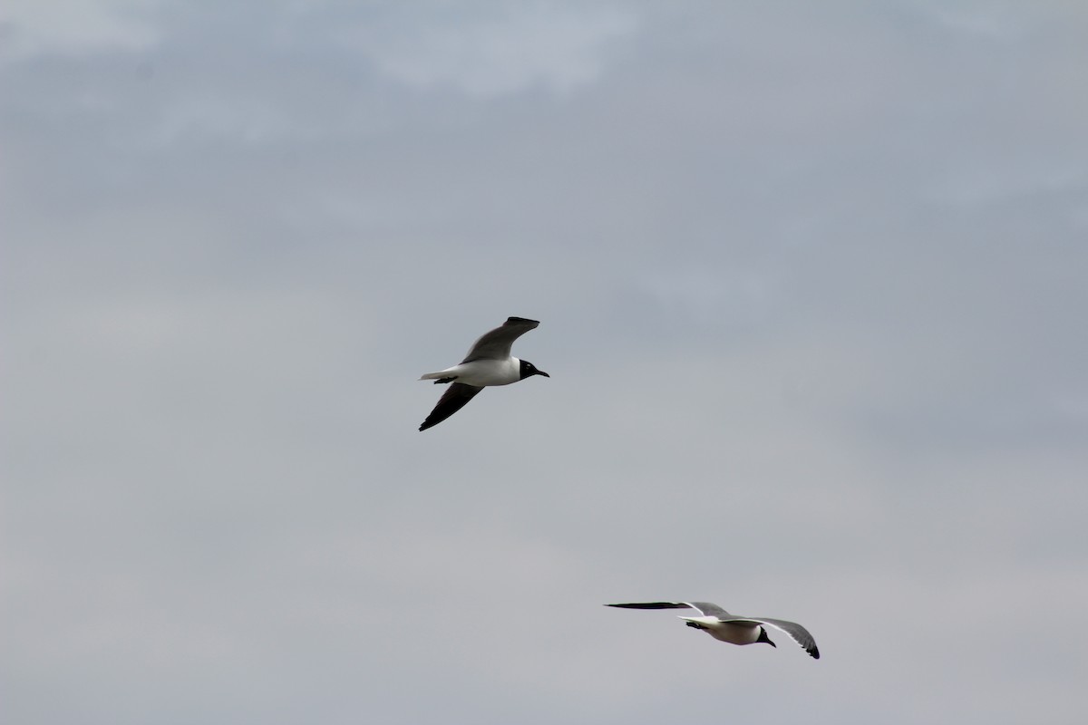 Laughing Gull - ML618308681