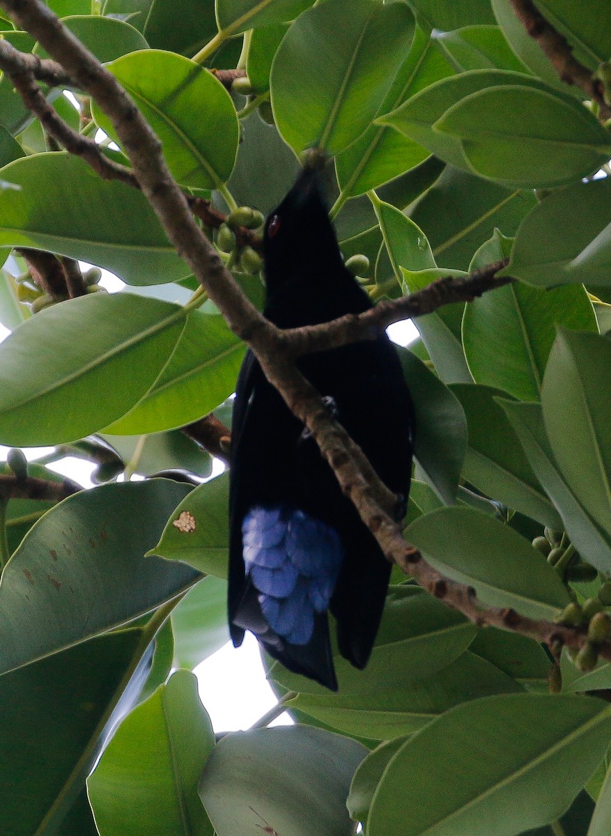 Asian Fairy-bluebird - ML618308686