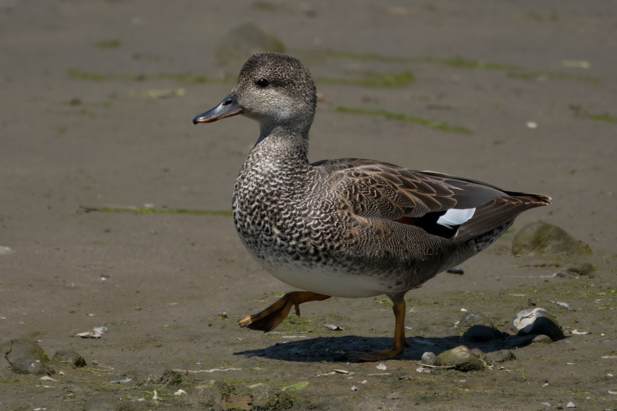 Gadwall - Alexander Yan