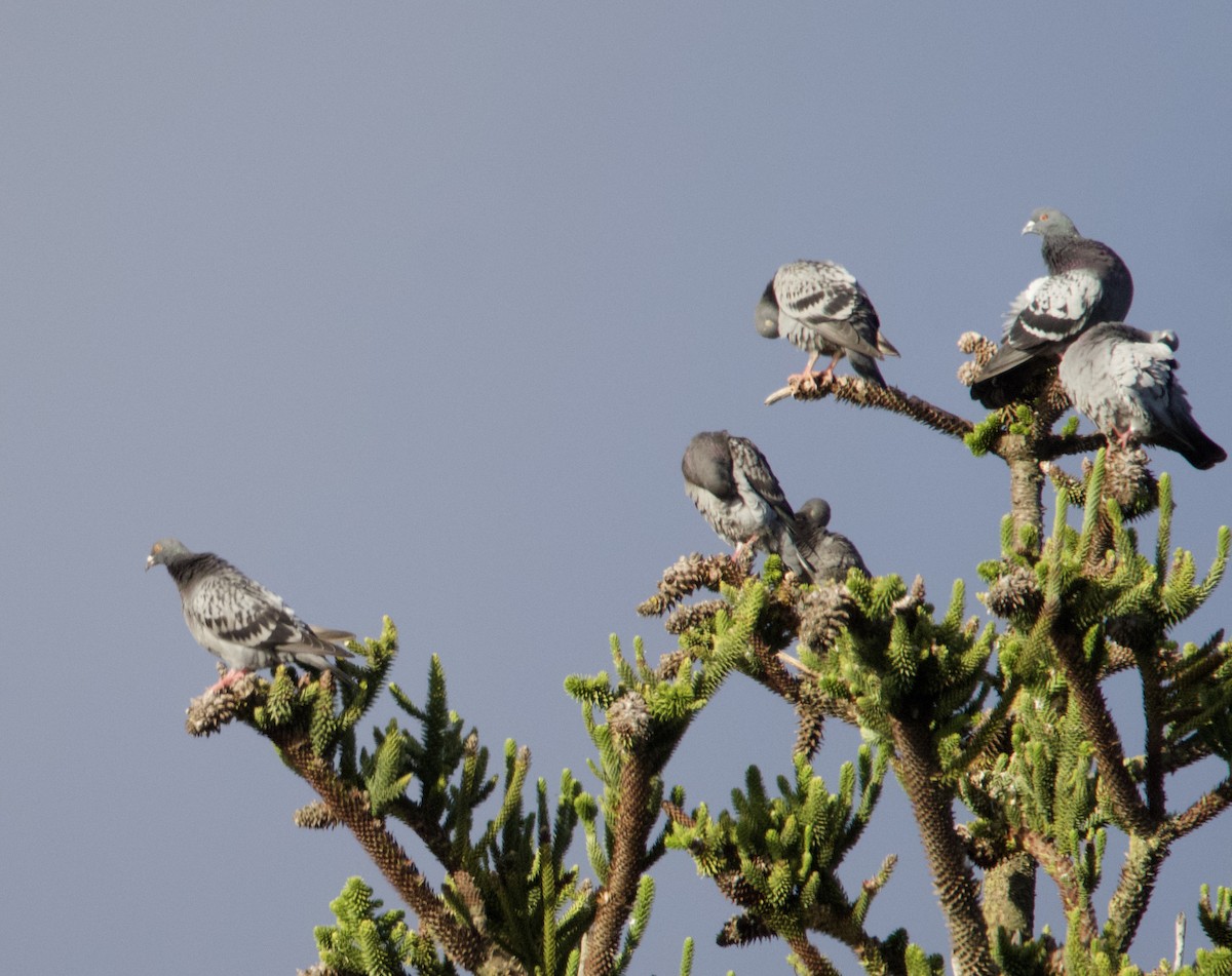 Rock Pigeon (Feral Pigeon) - Yvonne van Netten