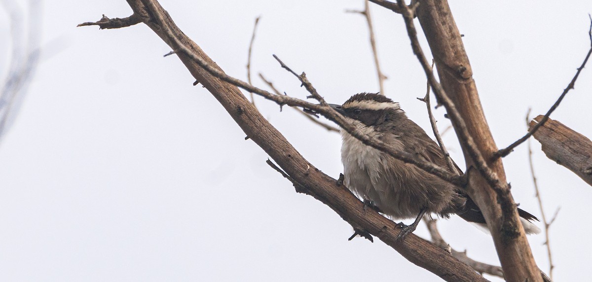 White-browed Babbler - ML618308707