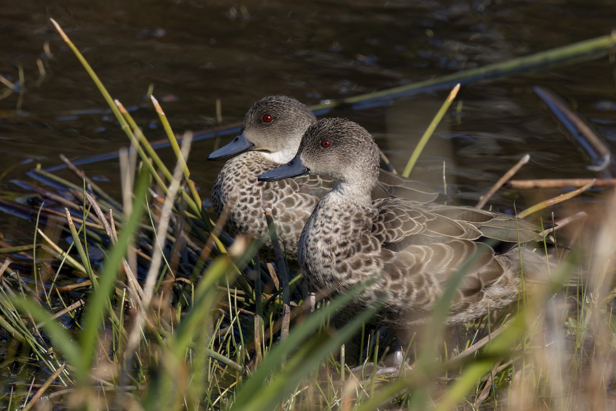 Gray Teal - Andreas Heikaus