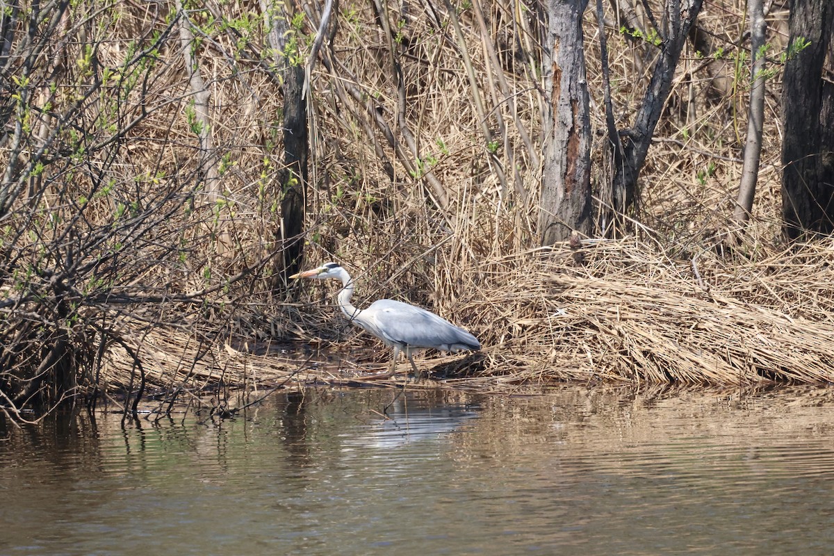 Gray Heron - Akinori Miura