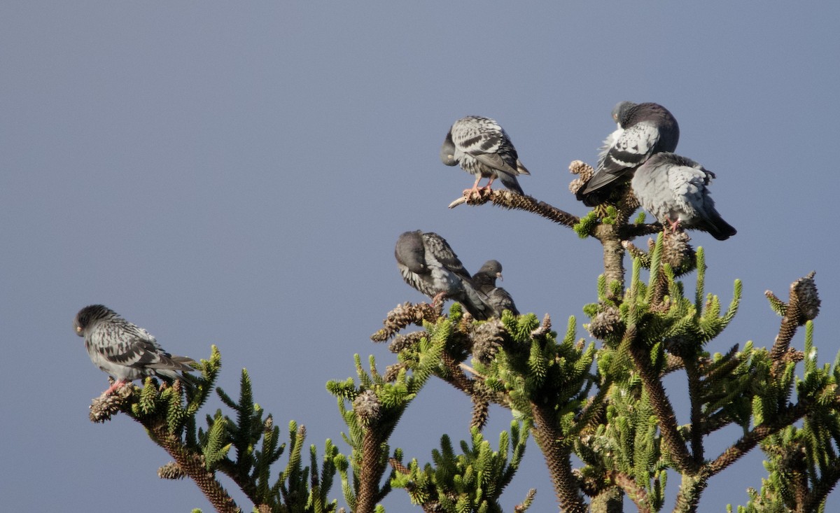 Rock Pigeon (Feral Pigeon) - Yvonne van Netten