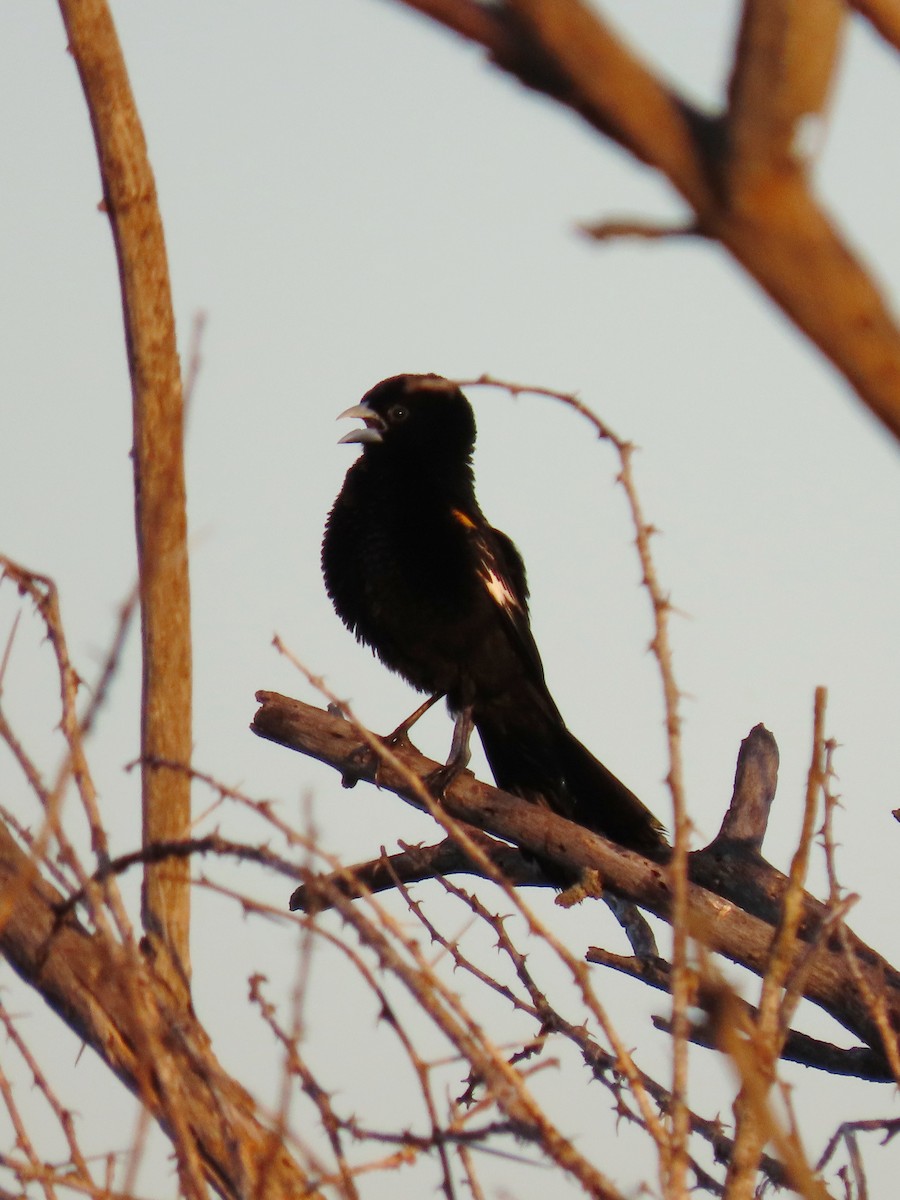 White-winged Widowbird - ML618308756