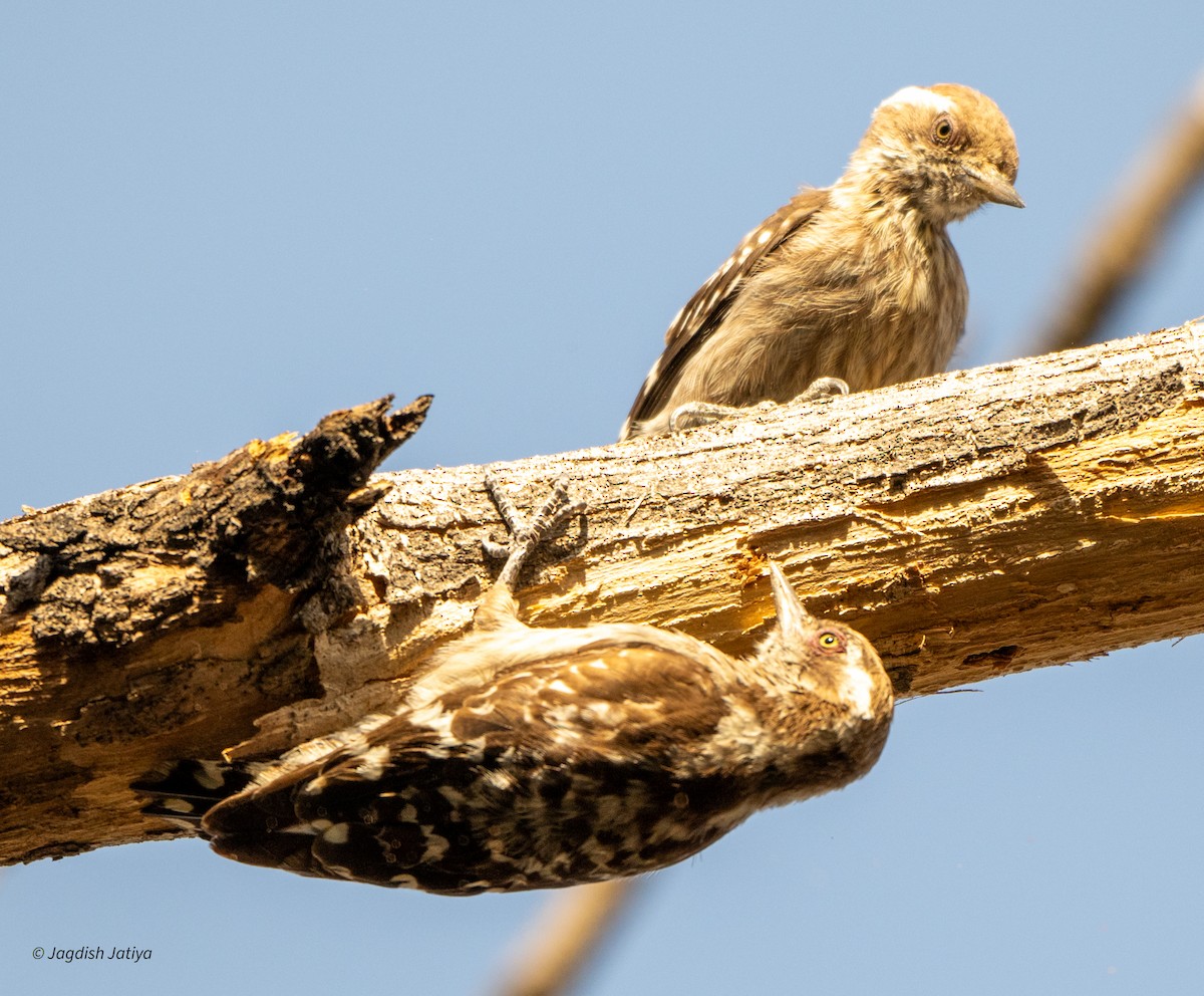 Brown-capped Pygmy Woodpecker - Jagdish Jatiya