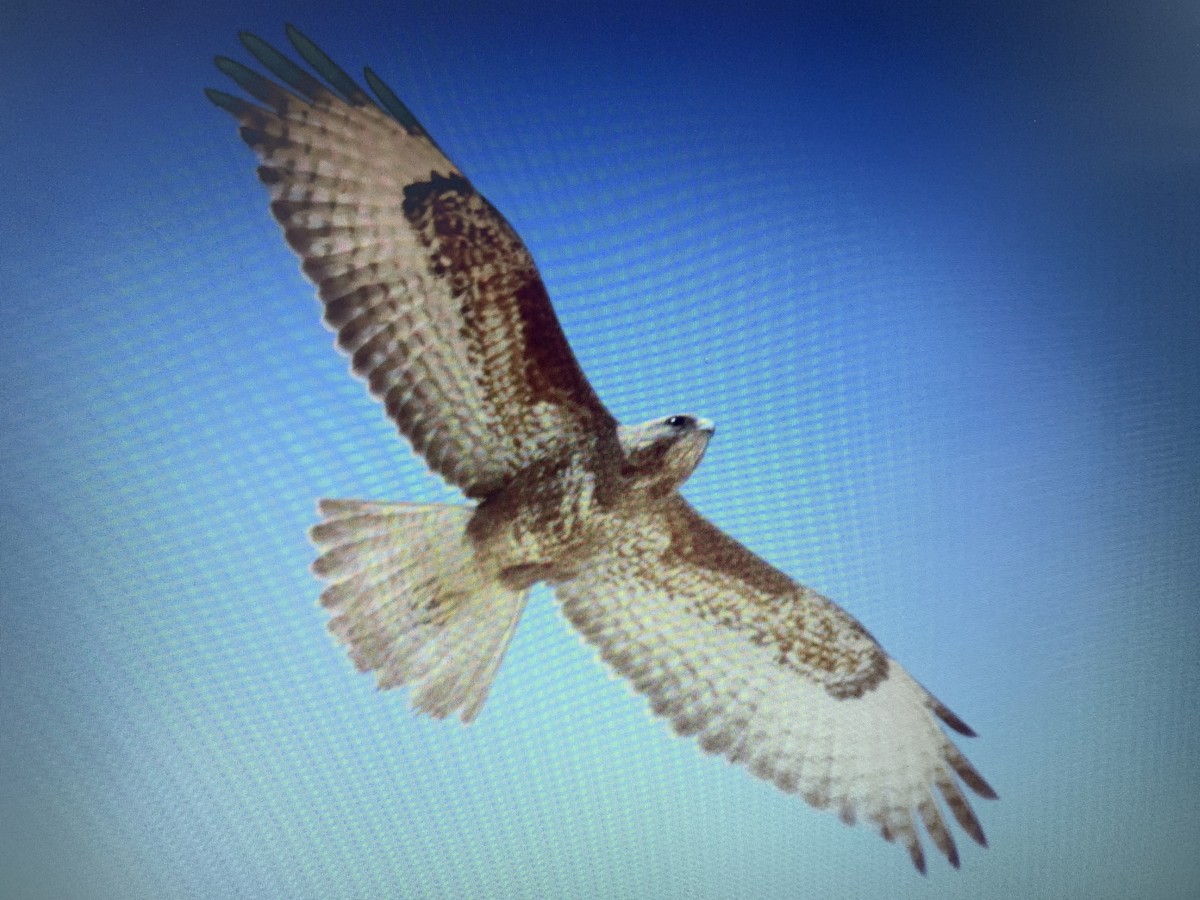 Common Buzzard (Steppe) - ML618308804