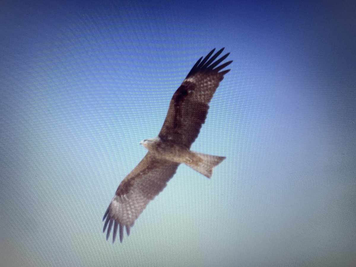 Black Kite (Yellow-billed) - Mahmoud Elshamy