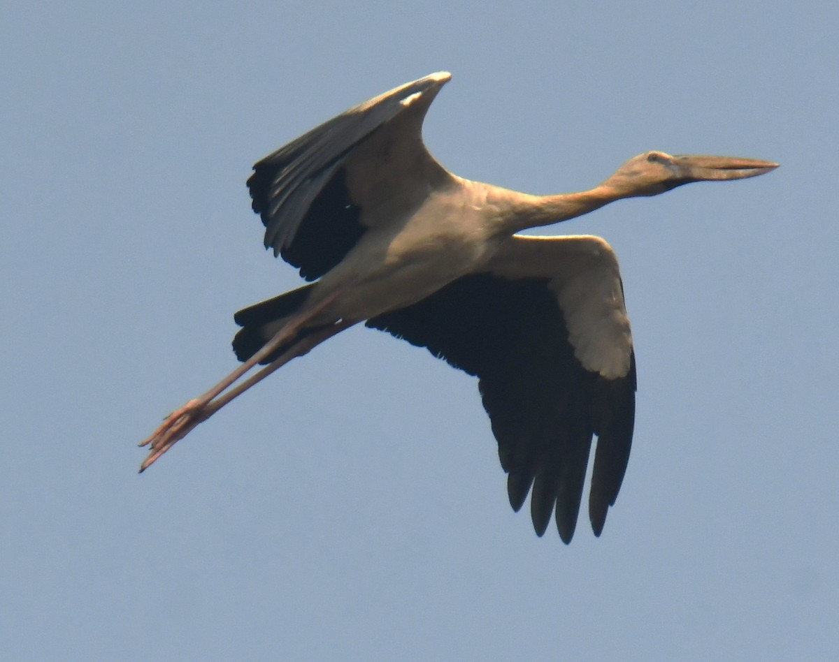 Asian Openbill - ML618308863