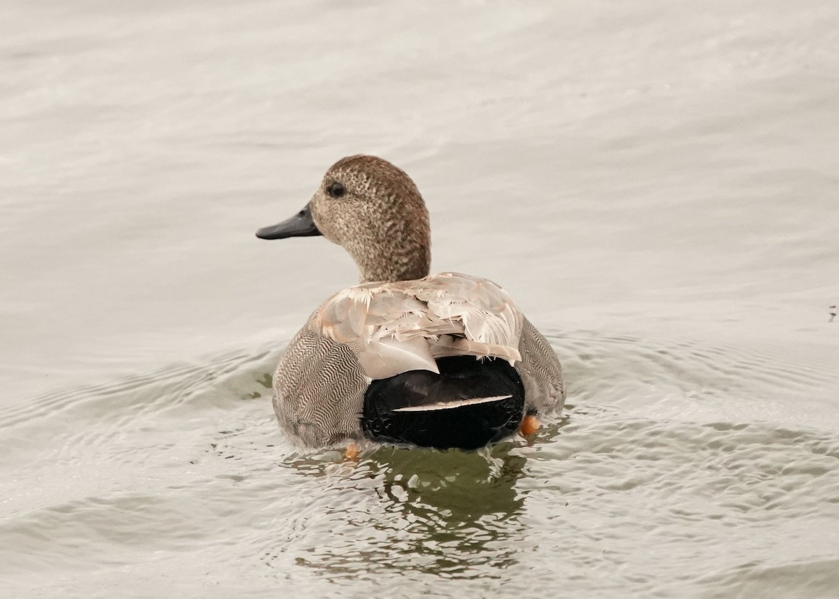 Gadwall - Pam Hardy