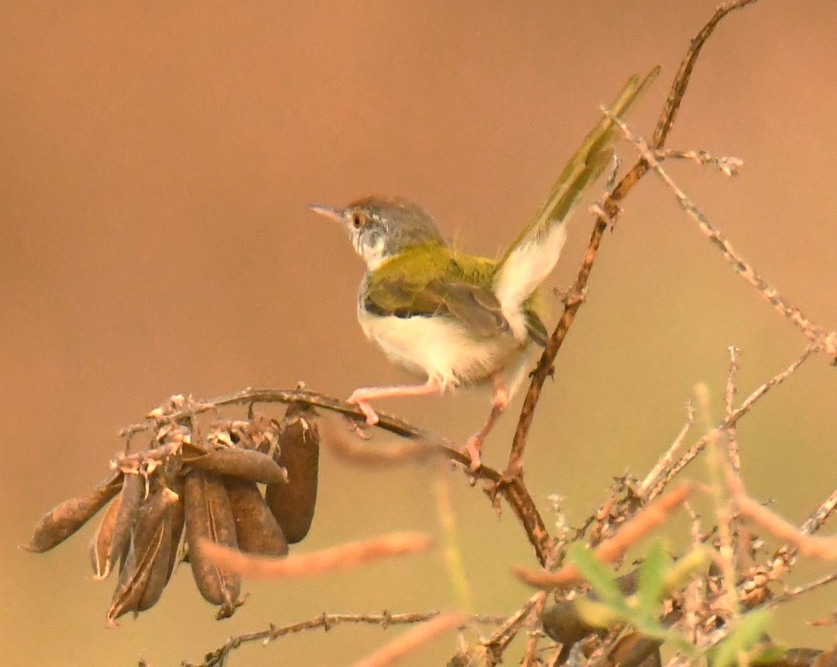 Common Tailorbird - Mohanan Choron