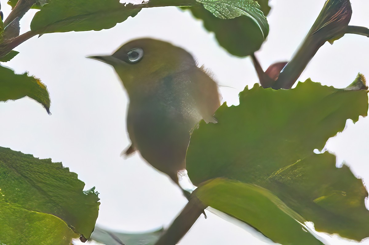 Silvereye - Alfons  Lawen