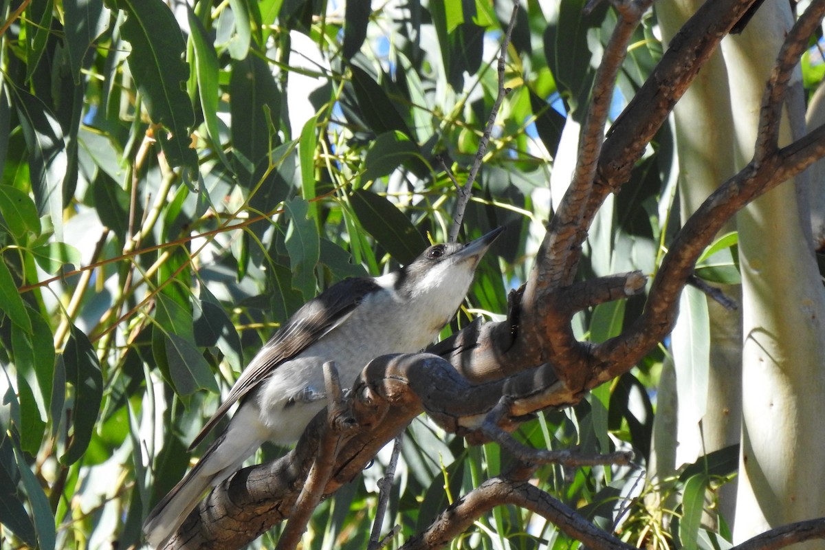 Gray Butcherbird - B Jenkins