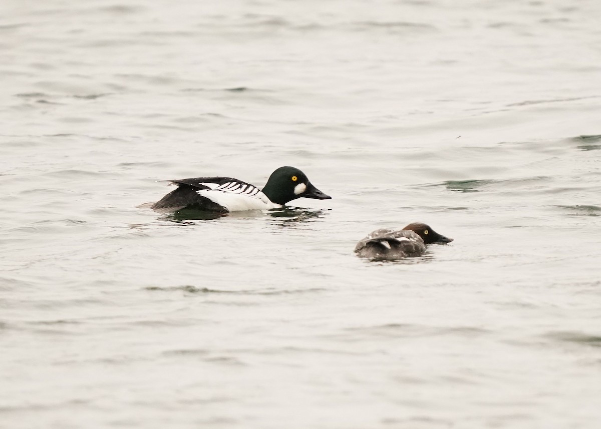 Common Goldeneye - Pam Hardy