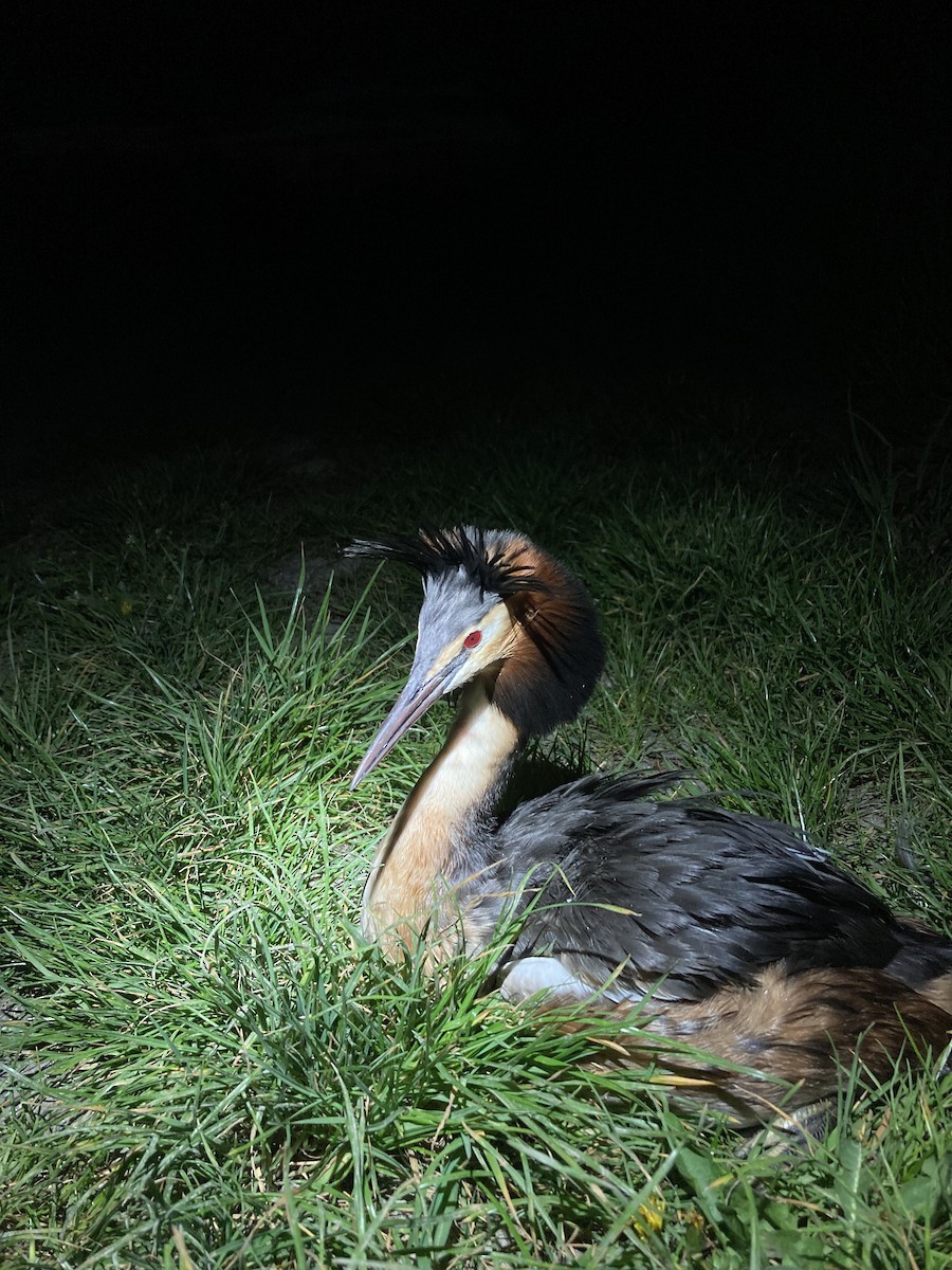 Great Crested Grebe - Tomáš  Oplocký