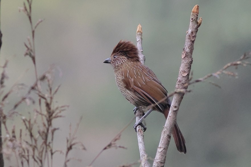 Striated Laughingthrush - ML618309036