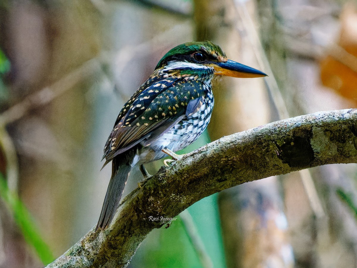 Spotted Kingfisher - Ravi Iyengar