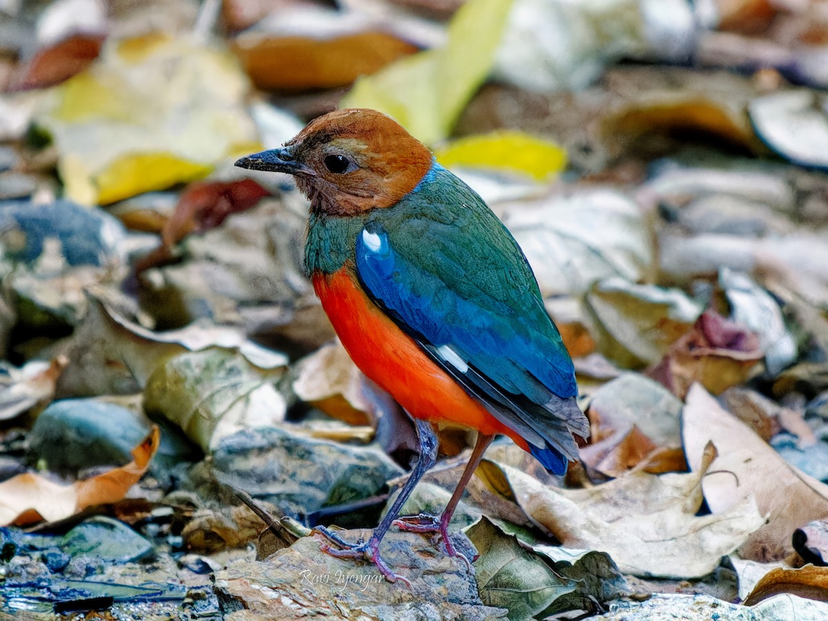 Philippinen-Blaubrustpitta - ML618309058