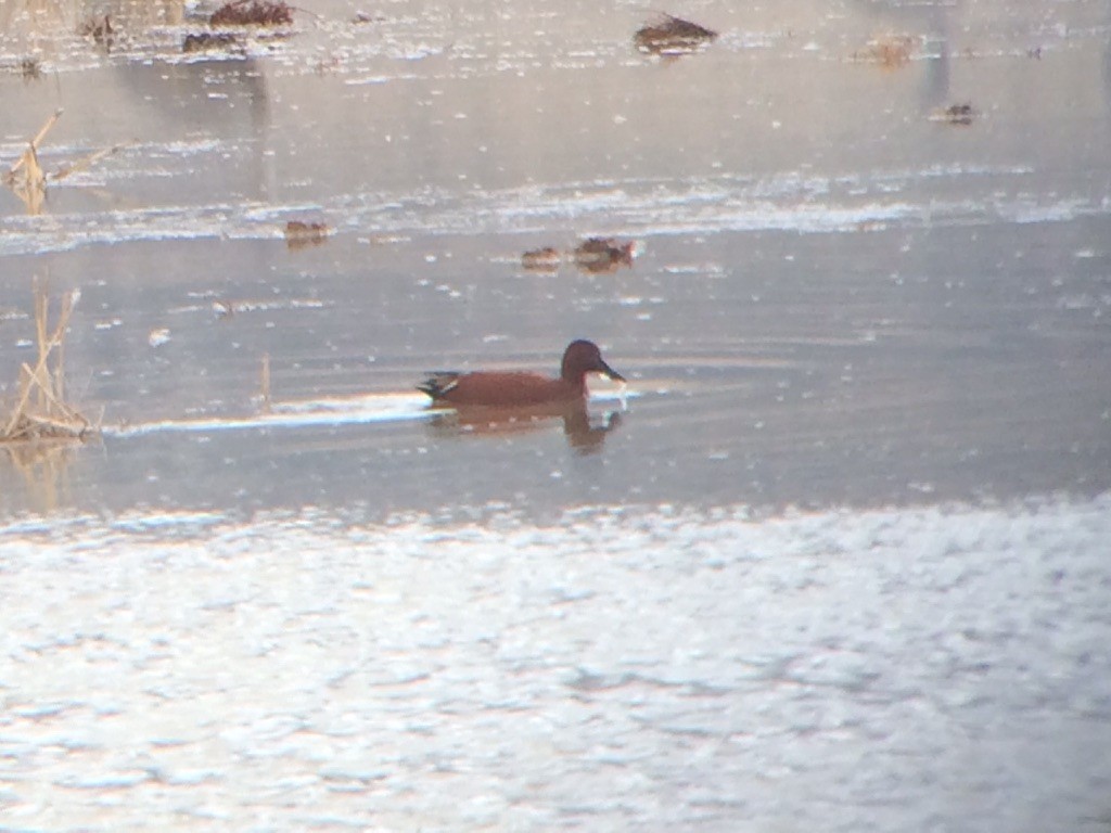 Cinnamon Teal - Emily Denker