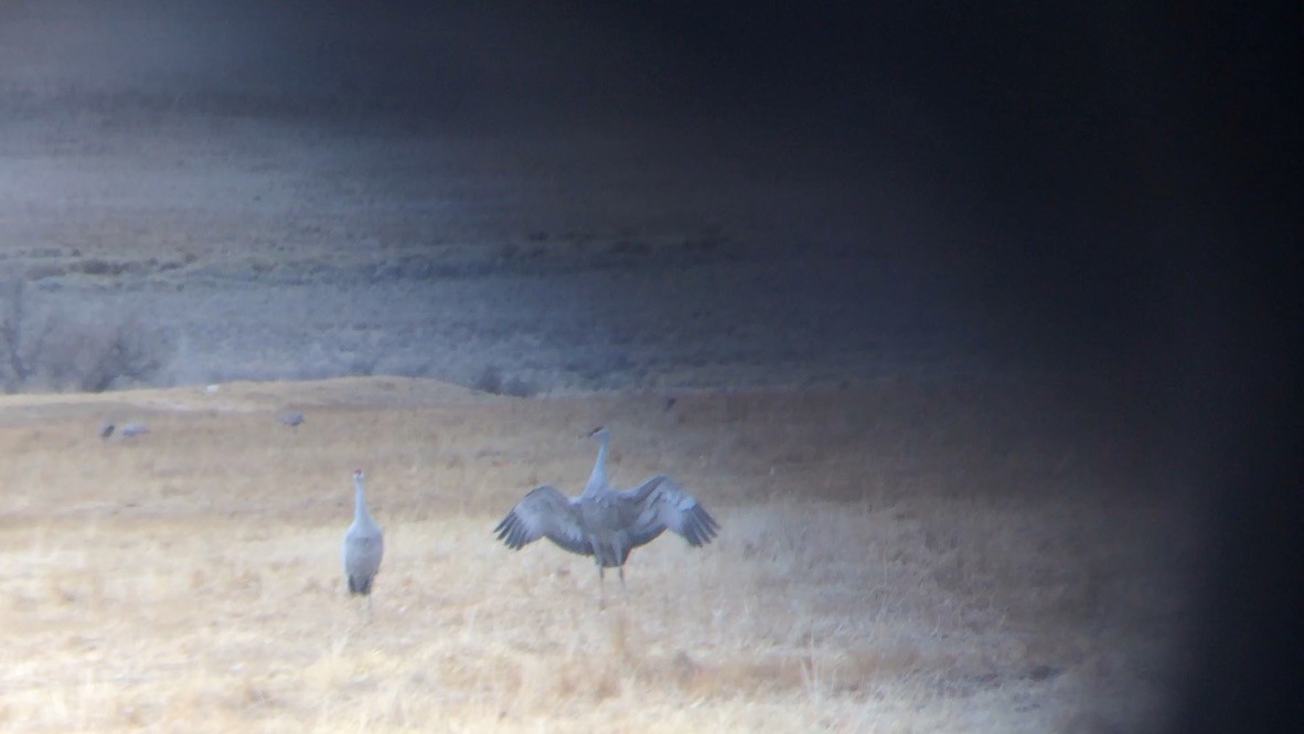 Sandhill Crane - ML618309114