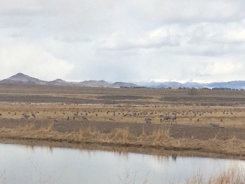 Sandhill Crane - Emily Denker