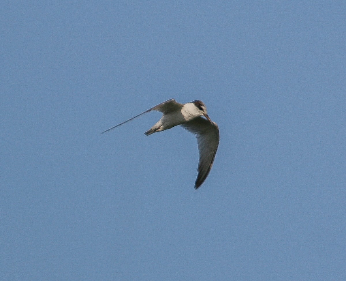 Little Tern - ML618309150