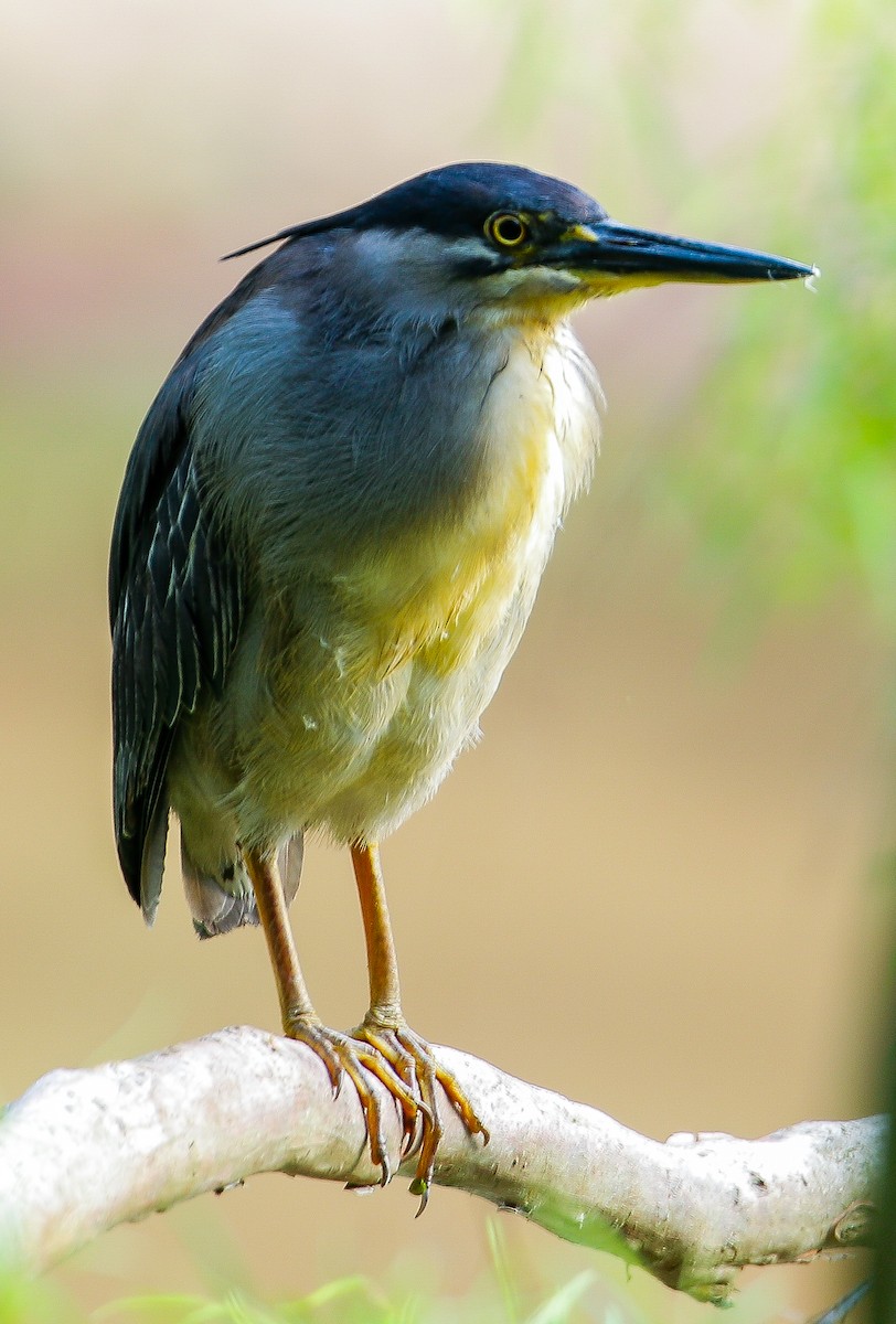 Striated Heron - Neoh Hor Kee