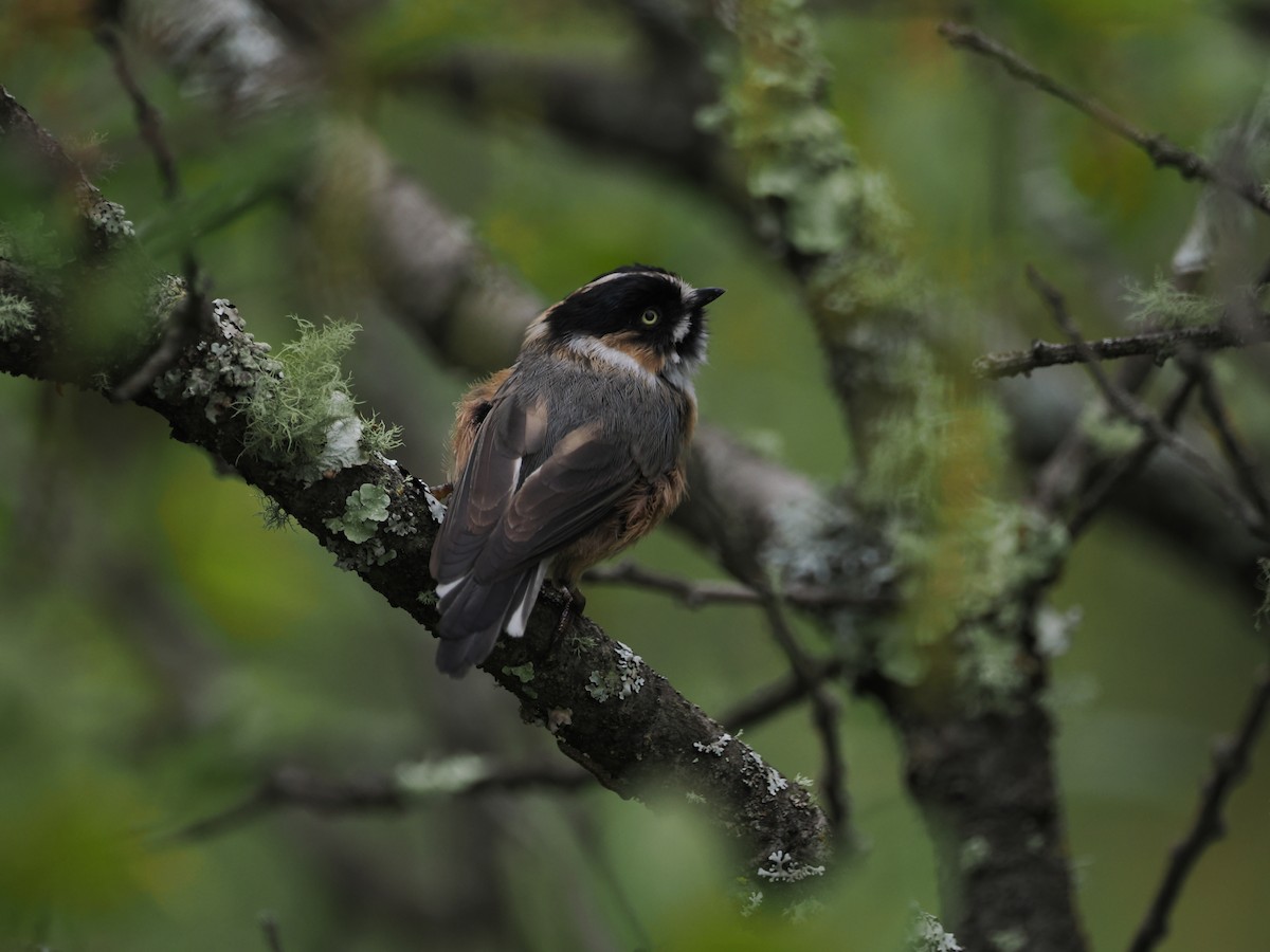 Black-browed Tit - Ziyan Zhao