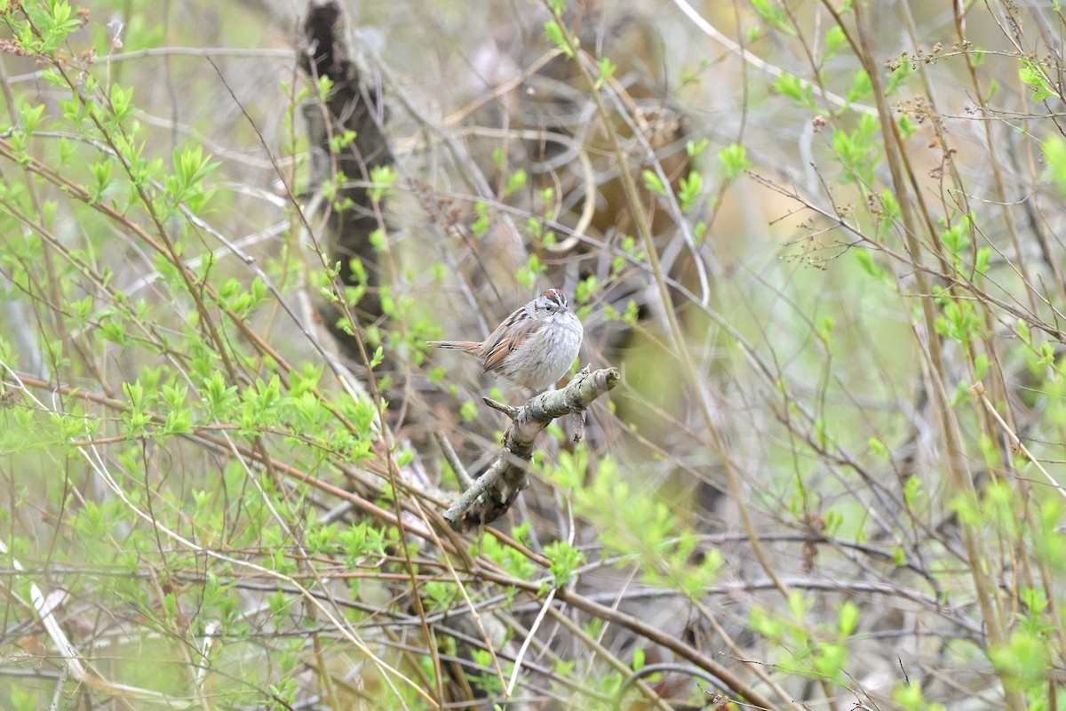 Swamp Sparrow - ML618309265