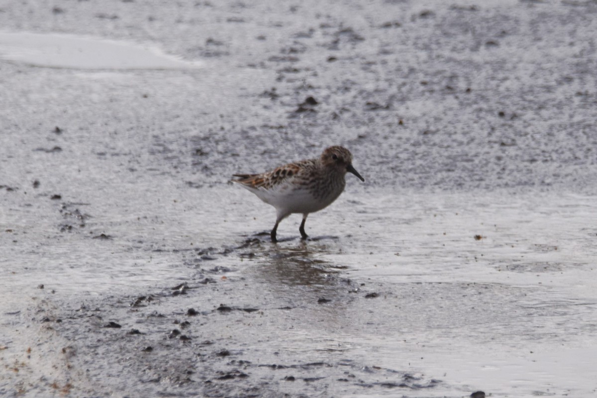 Least Sandpiper - ML618309266