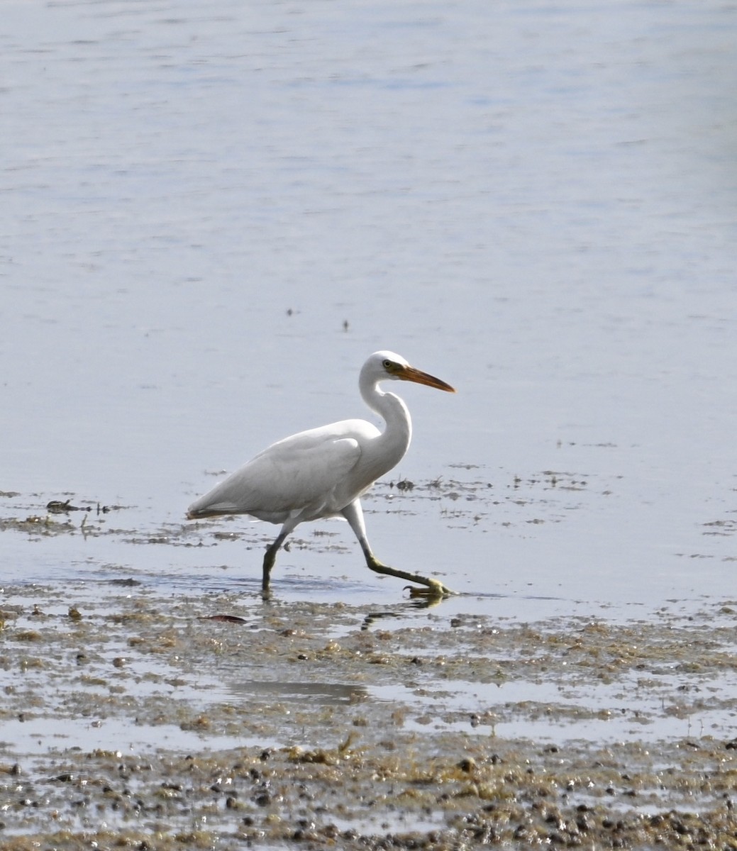 Pacific Reef-Heron - ML618309291