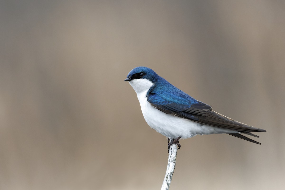 Tree Swallow - Edouard Charbonneau