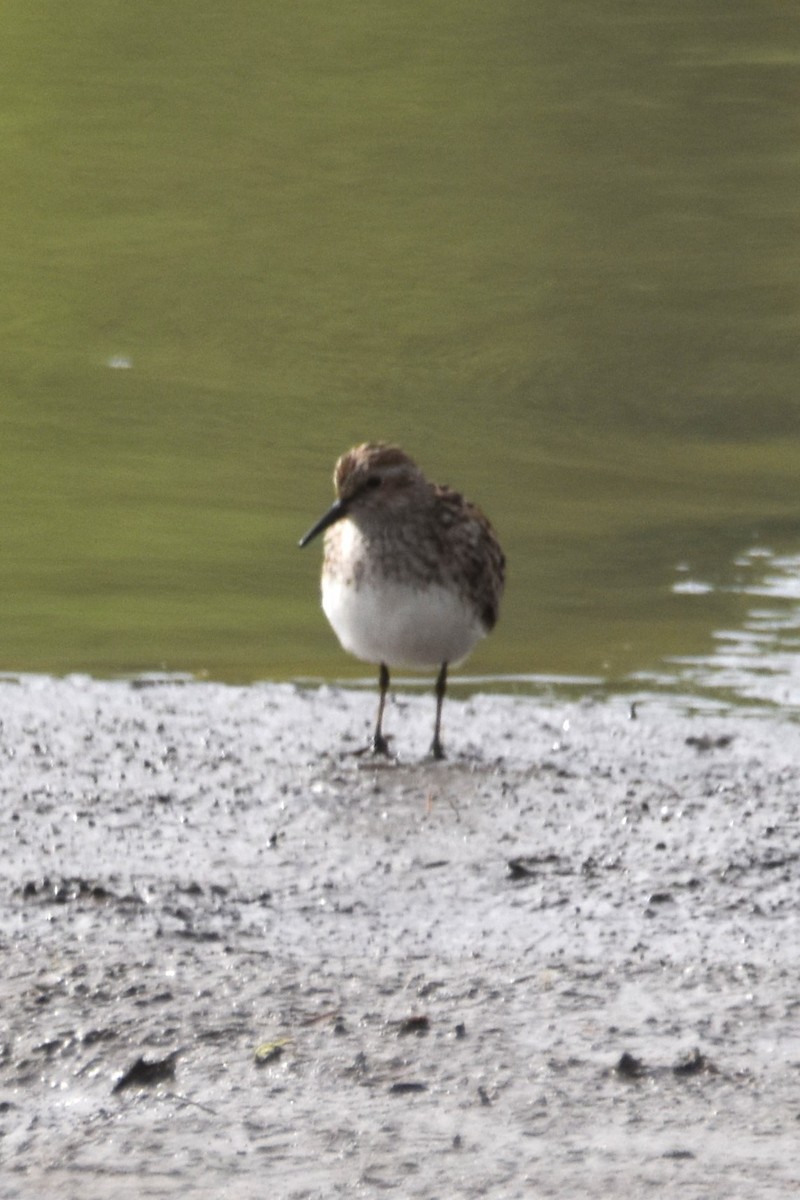 Least Sandpiper - ML618309299