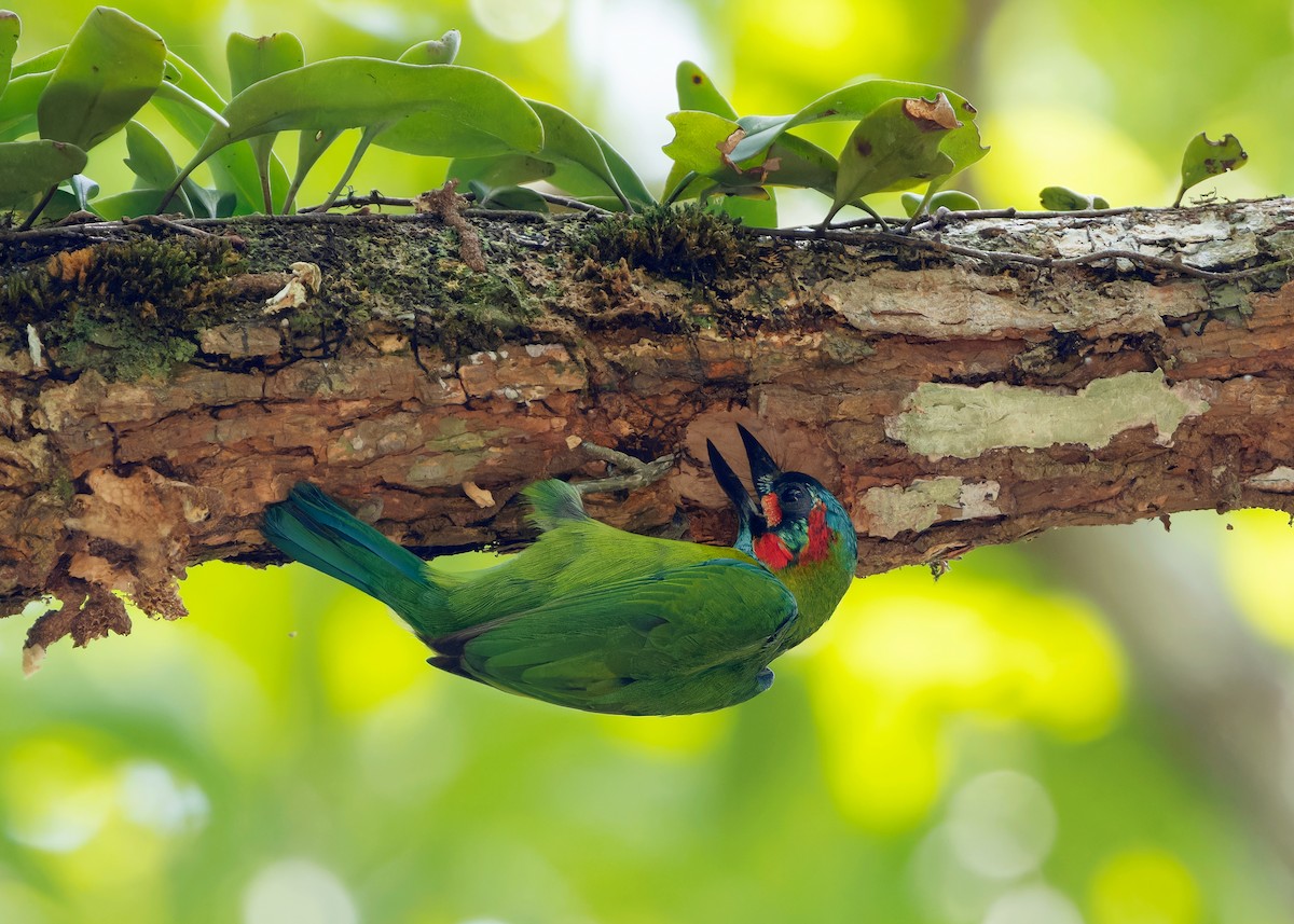 Blue-eared Barbet - Ayuwat Jearwattanakanok