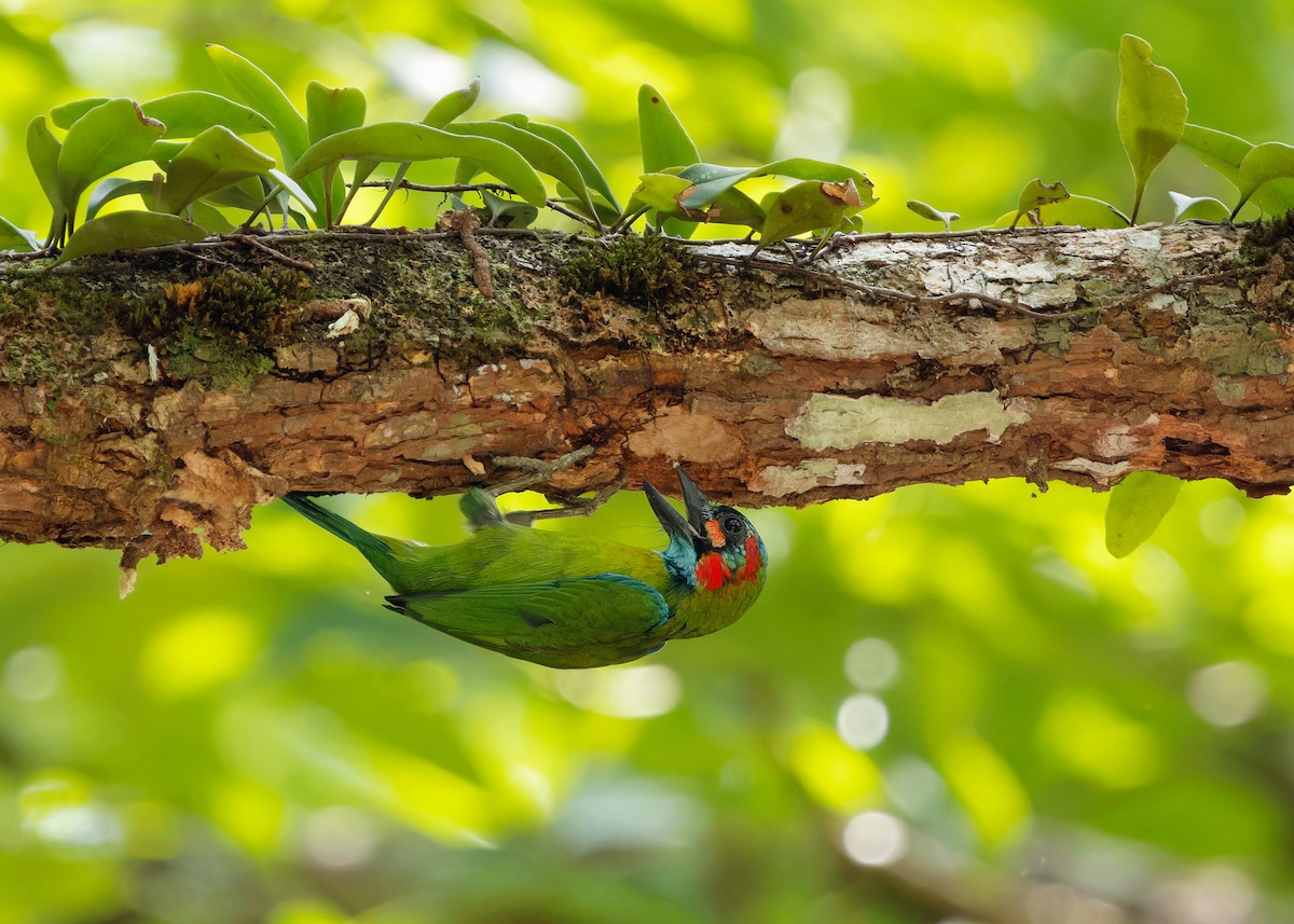 Blue-eared Barbet - ML618309303