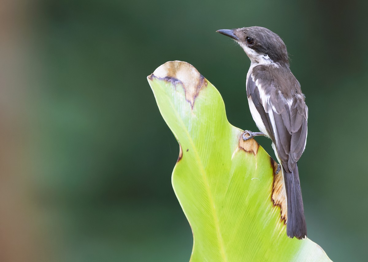 Bar-winged Flycatcher-shrike - ML618309312