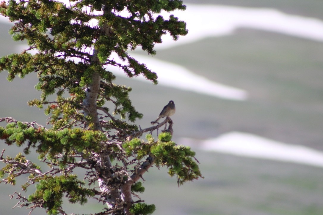 Dark-eyed Junco - Emily Denker