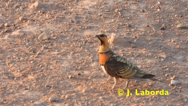 Pin-tailed Sandgrouse - ML618309373