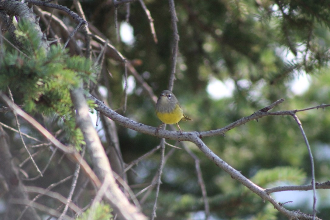 MacGillivray's Warbler - ML618309375