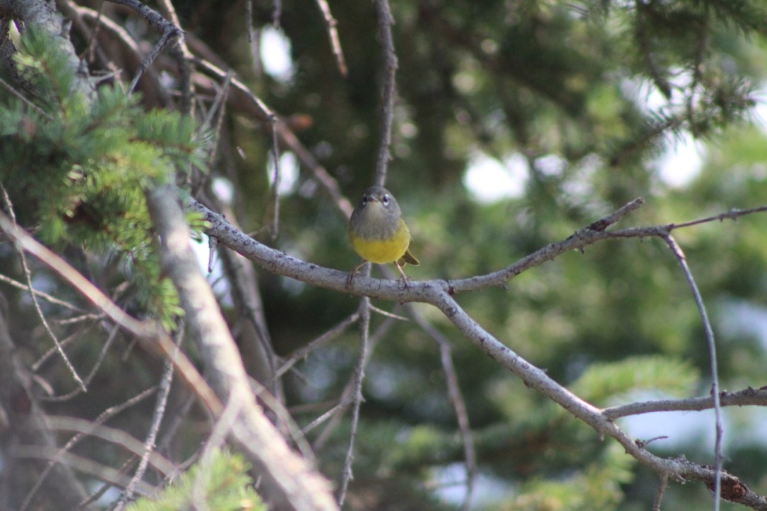 MacGillivray's Warbler - ML618309377