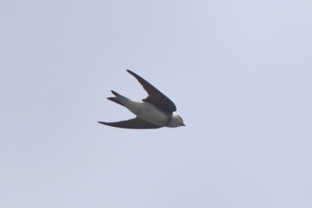 Pale Martin - ML618309380