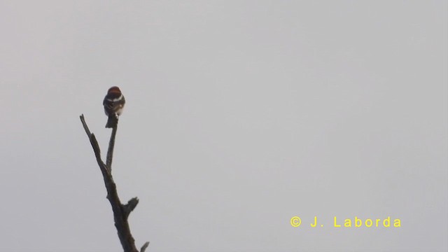 Woodchat Shrike - ML618309381