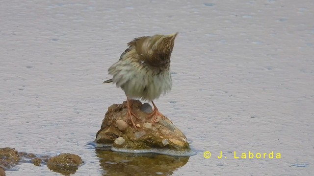 Corn Bunting - ML618309388