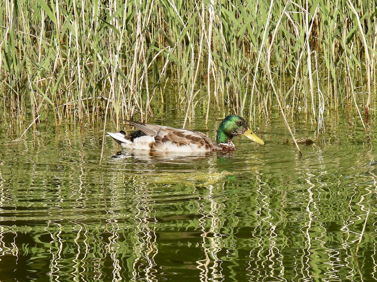 Mallard - ML618309409