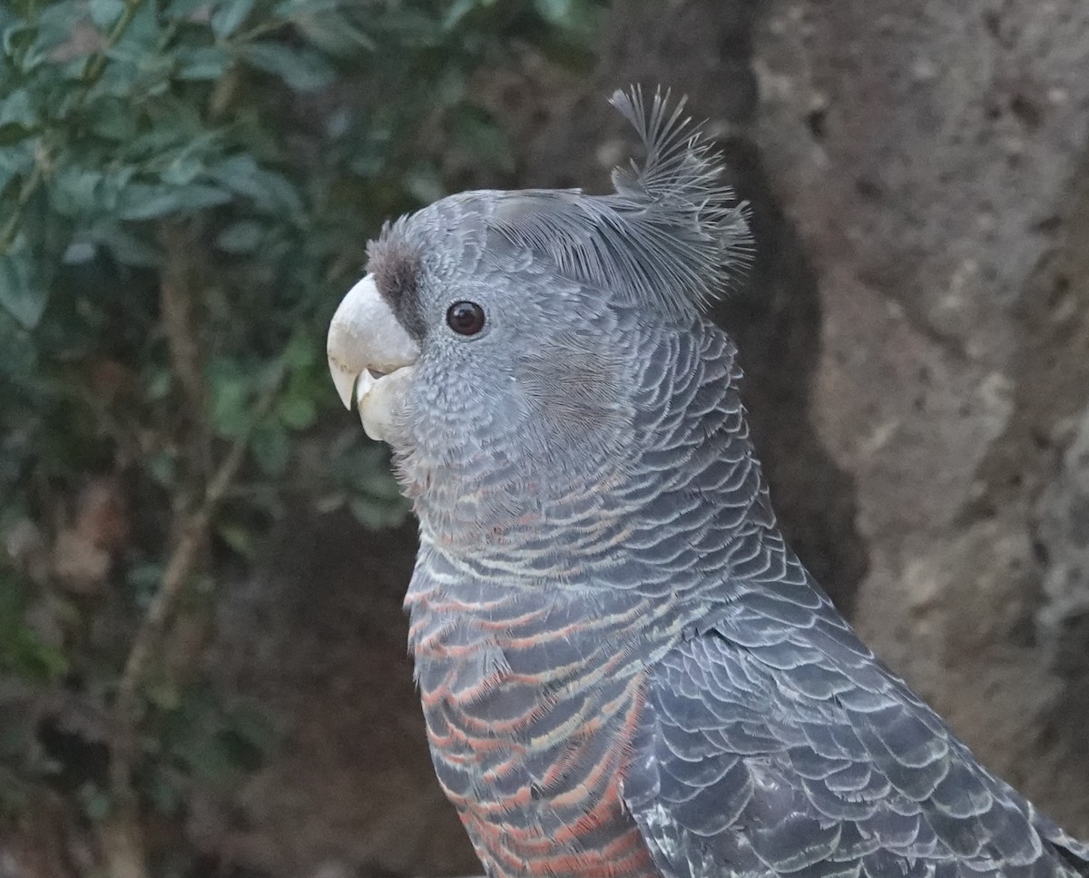 Gang-gang Cockatoo - Simon Starr